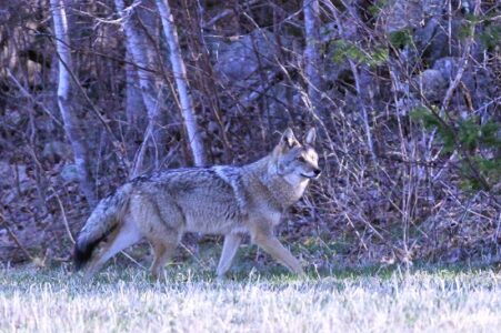 Coyote: A Keystone Carnivore Image
